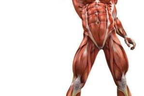 Мышечная мускулатура