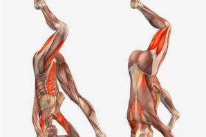 Ключевые мышцы йоги