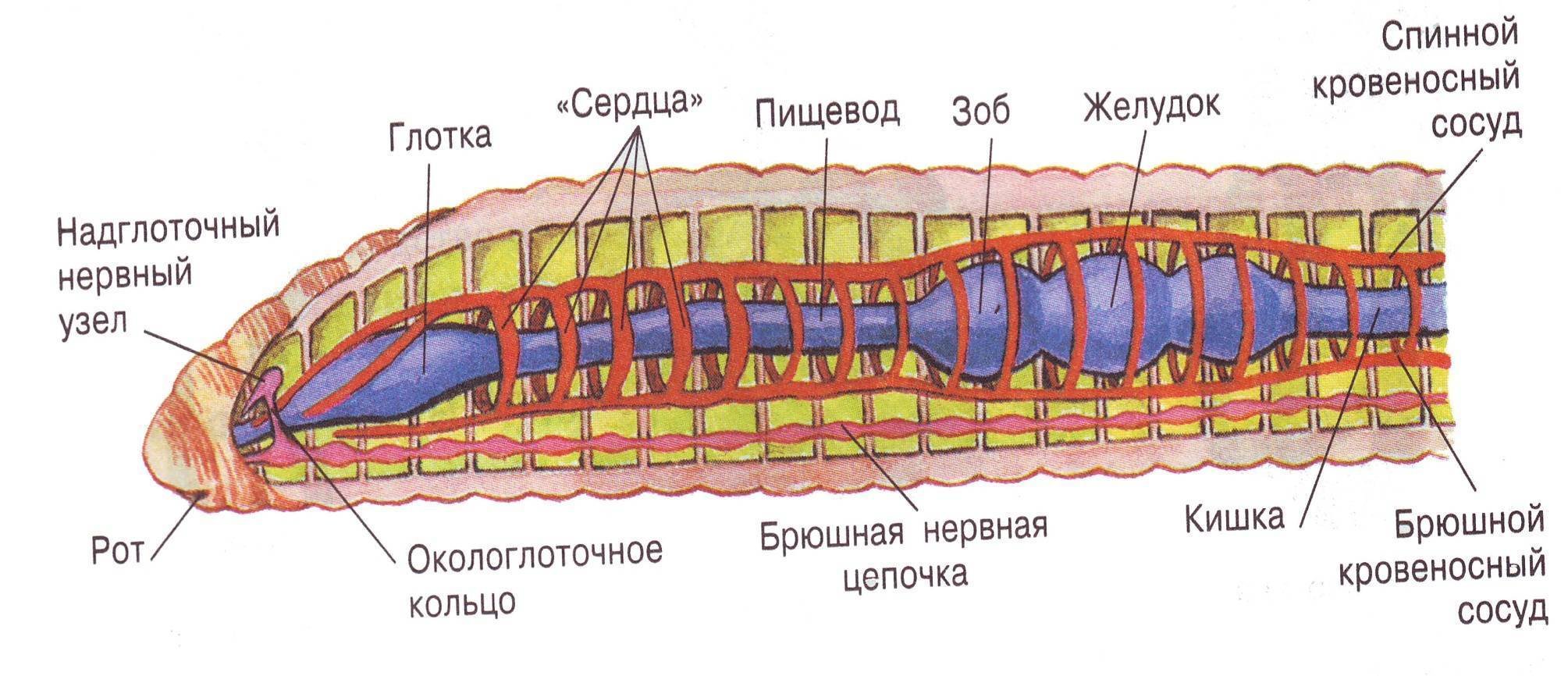 Строение пищеварительной системы червя. Кольчатые черви внутреннее строение. Продольный разрез тела кольчатого червя. Внутреннее строение кольчатых червей. Сисистема органов кольцатых черве.