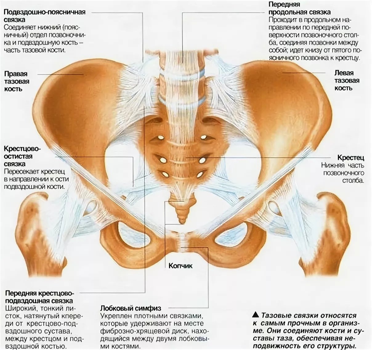 Лобковая область мужчины. Мышцы и связки малого таза анатомия. Костно связочный аппарат таза. Суставы и связки таза анатомия. Анатомия таза мышцы связки сухожилия.