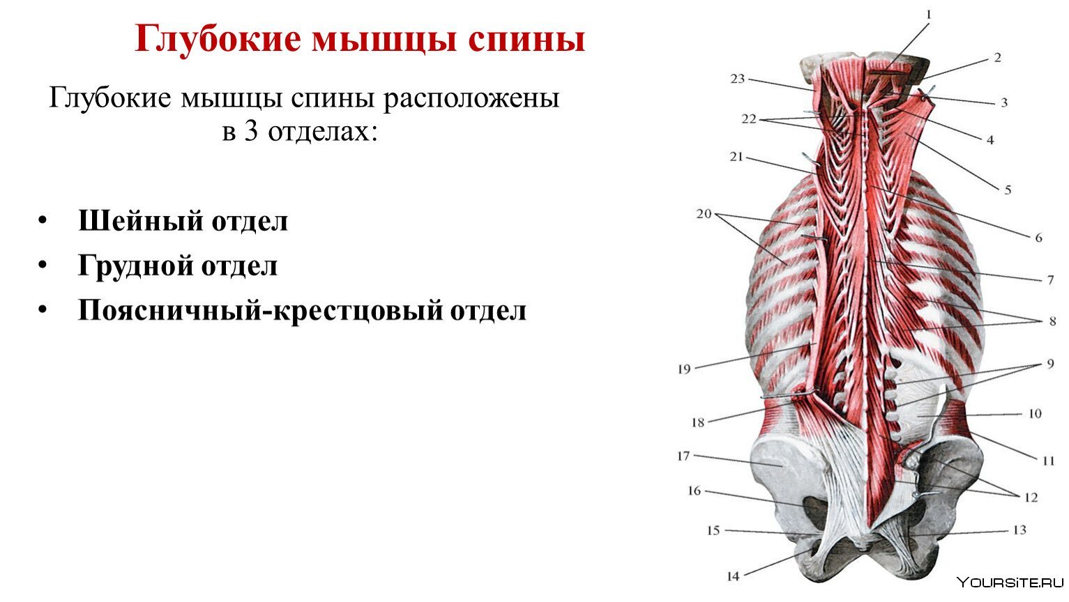 Глубокая поясница. Глубокие мышцы спины Синельников. Глубокие мышцы позвоночника анатомия. Мышцы спины анатомия Синельников.
