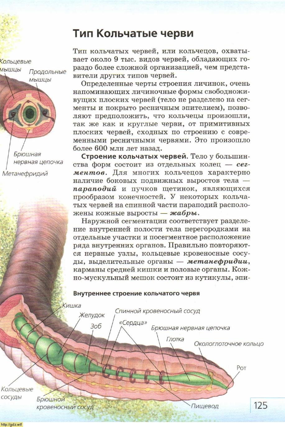 Форма кольчатых червей. Строение червя биология. Кольчатые черви строение 7 класс. Внутреннее строение кольчатых червей. Нервная система у кольчатых червей ЕГЭ биология.