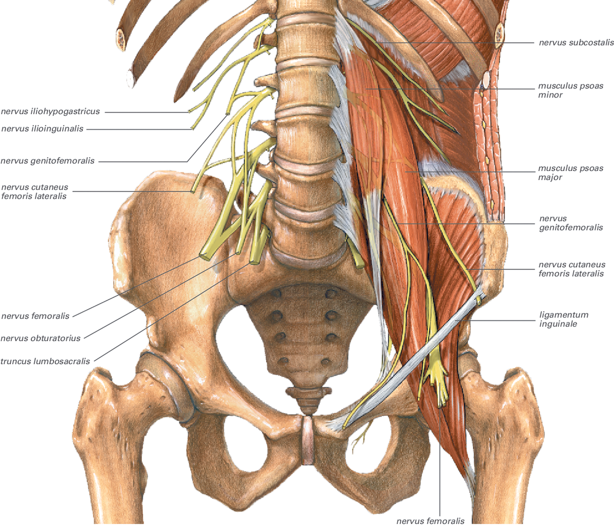 Поясничное сплетение анатомия. Бедренно-половой нерв анатомия. Подвздошно-поясничная мышца анатомия. Нервы крестцового сплетения анатомия.