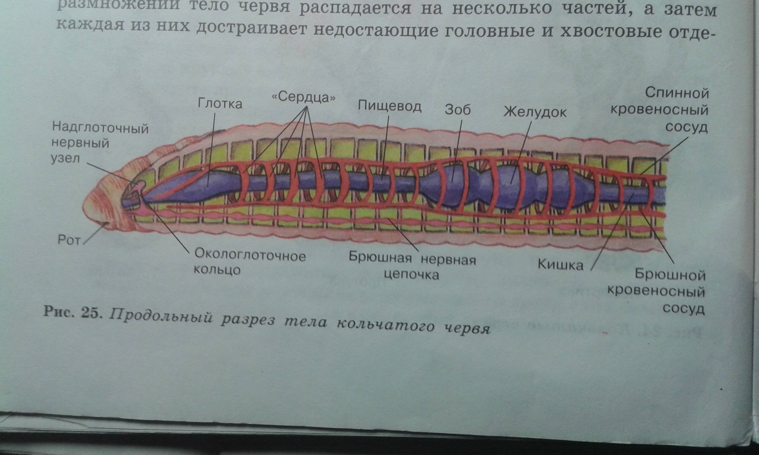 Внутреннее строение кольчатых. Внутреннее строение дождевого черв. Внутренне строение кольчатых червей. Внутреннее строение кольчатых червей. Строение кольчатых червей.