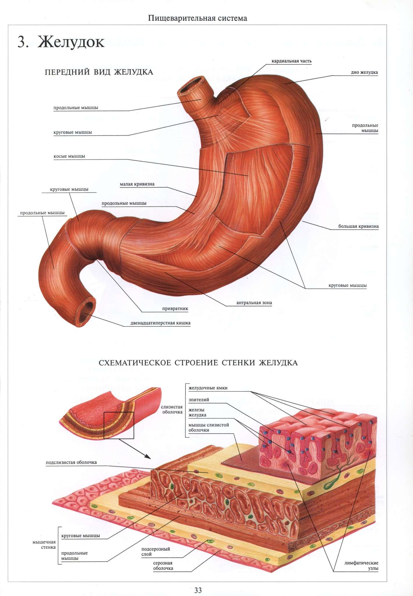 Функция оболочек желудка. Внутреннее строение желудка. Слои мышечной оболочки желудка. Схема строения желудка в разрезе. Строение серозной оболочки желудка.