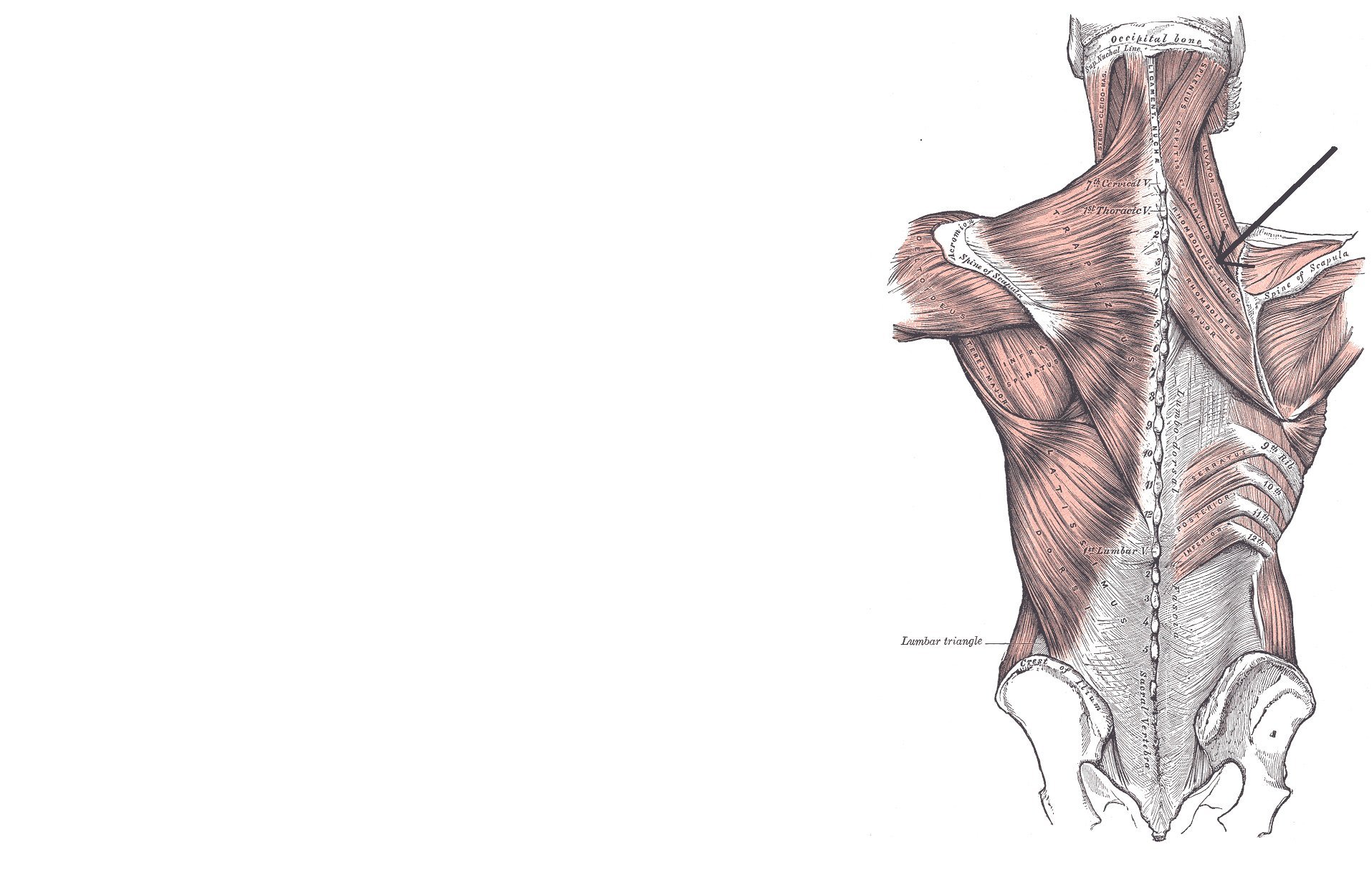 Верхняя трапециевидная. Нижняя задняя зубчатая мышца иннервация. Задняя зубчатая мышца спины анатомия. Нижняя задняя зубчатая мышца спины функции. Мышцы спины верхняя и нижняя задняя зубчатая мышца.