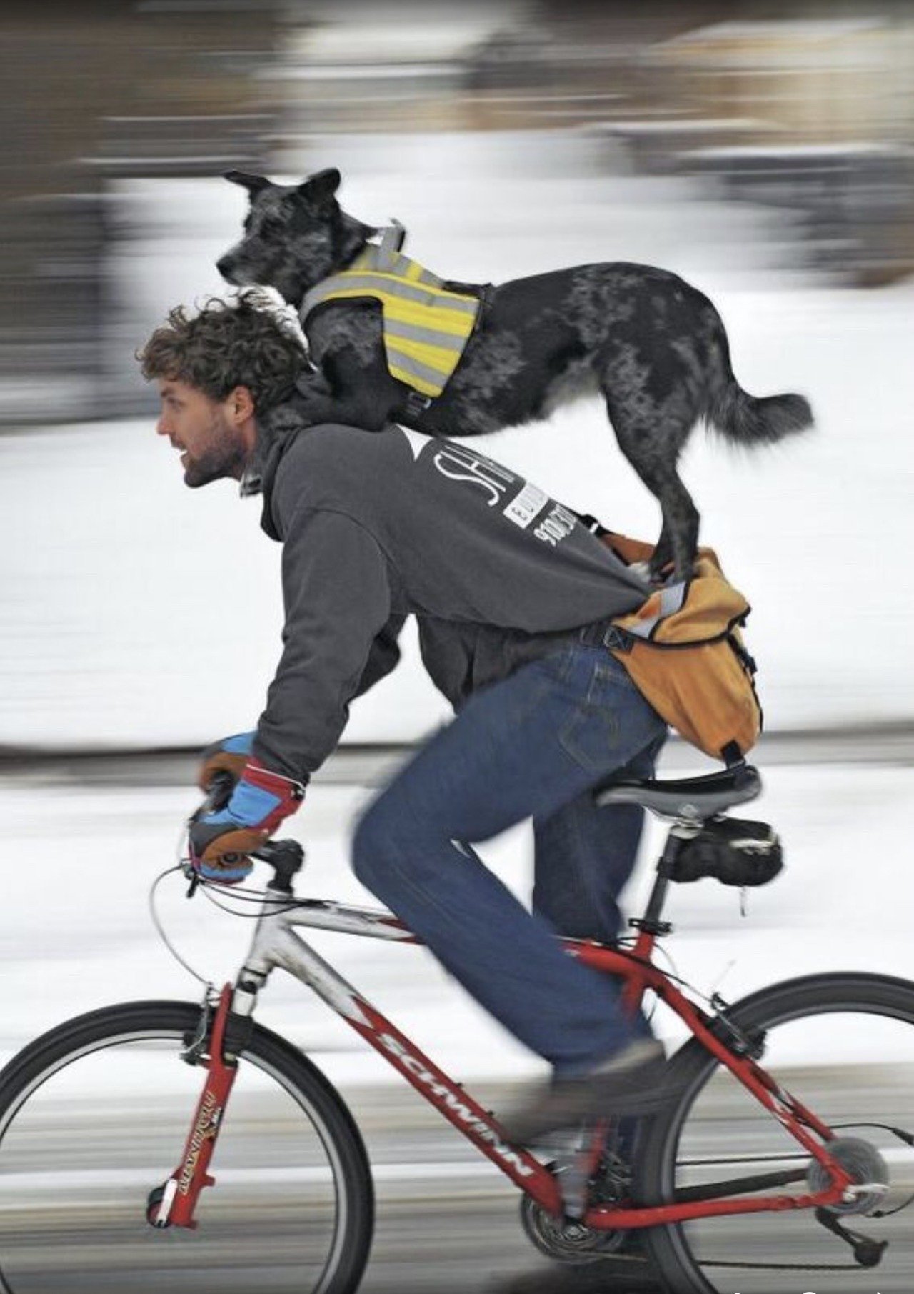 Догнать велосипед. Собака на велосипеде. Человек на велосипеде. Собачий велосипед. Прогулка с собакой на велосипеде.
