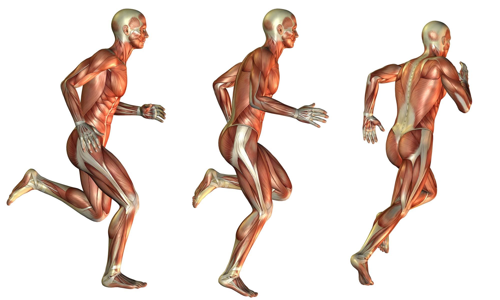 Процесс движения для человека. Опорно двигательный аппарат. Мышцы бегуна. Костно-мышечная система. Мышцы человека в движении.