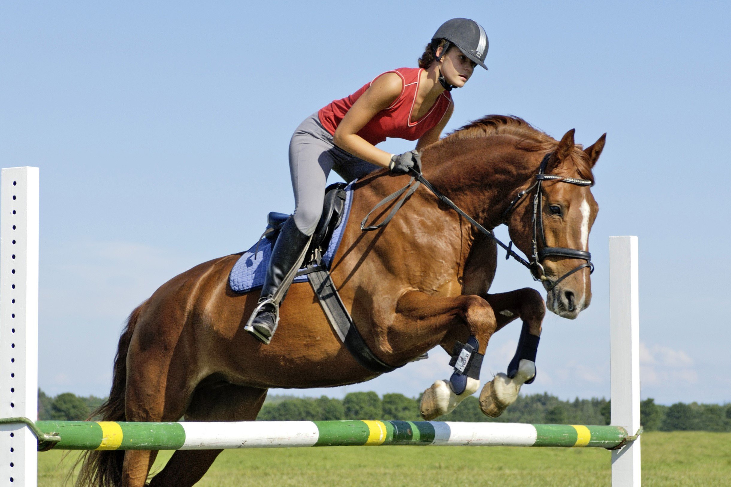 Кск анализ. Эквестриан конный спорт. Лошади конный спорт. Конный спорт спортсмены. Лошадь прыгает.
